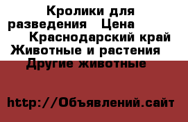 Кролики для разведения › Цена ­ 300-400 - Краснодарский край Животные и растения » Другие животные   
